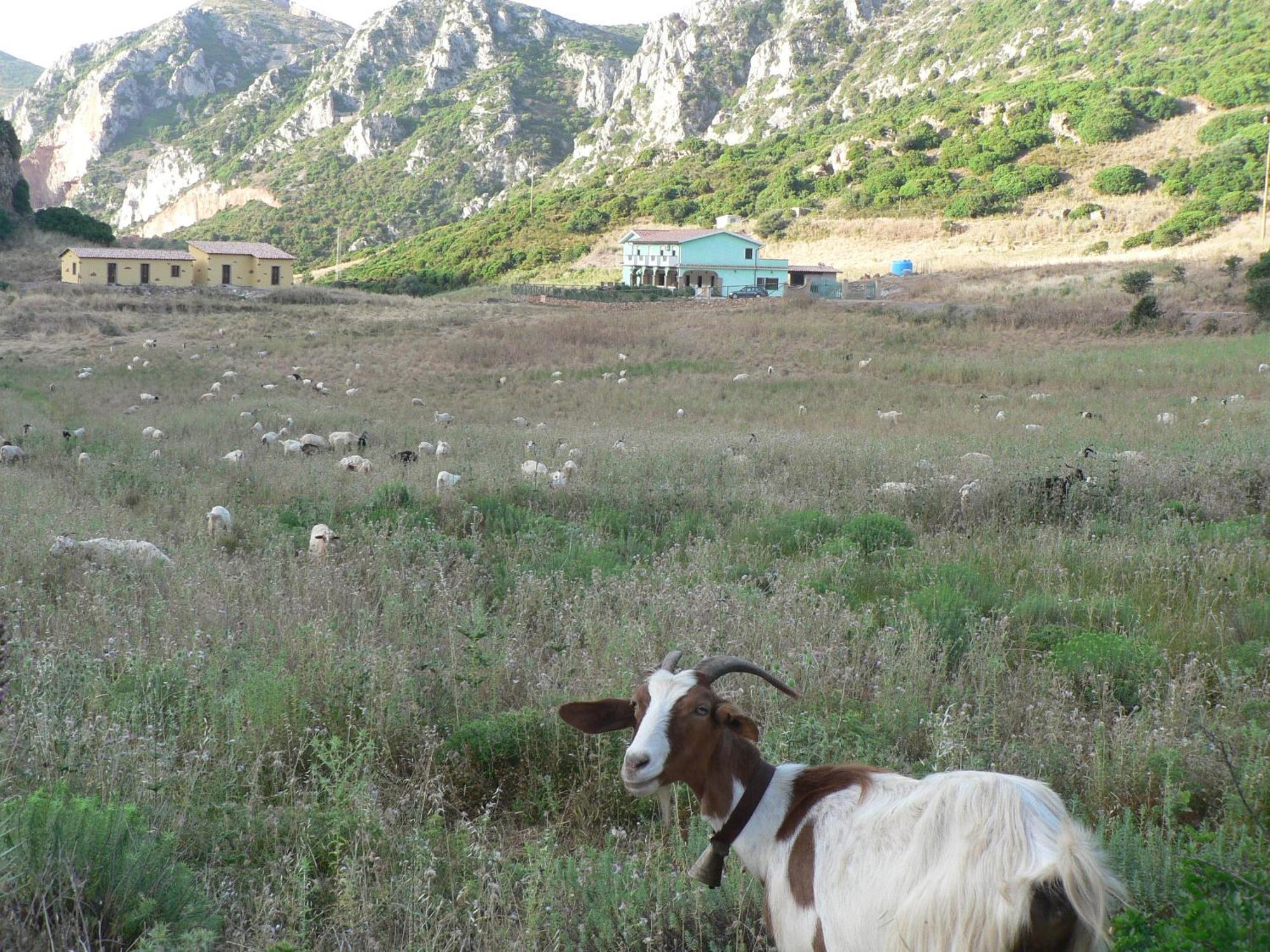 Agriturismo Sa Rocca Iglesias Eksteriør billede